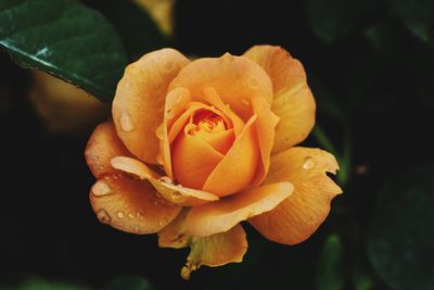 Close-up of rose blooming outdoors