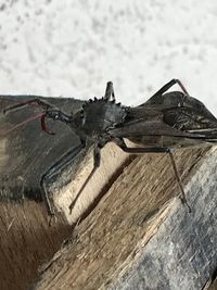 Close-up of insect on wood