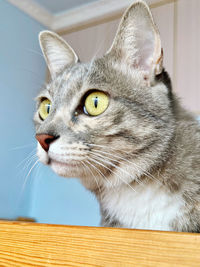 Close-up of a cat looking away