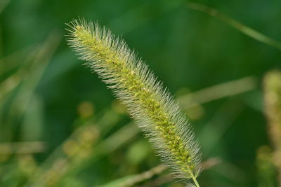 Close-up of fresh green plant