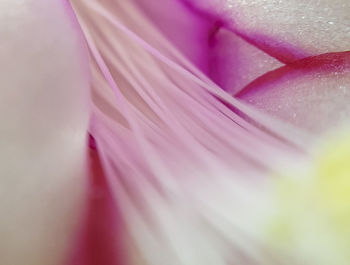 Full frame shot of pink flower