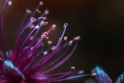 Close-up of pink flower in garden 