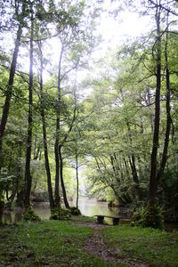 Trees in forest