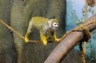 Close-up of spider monkey walking on branch
