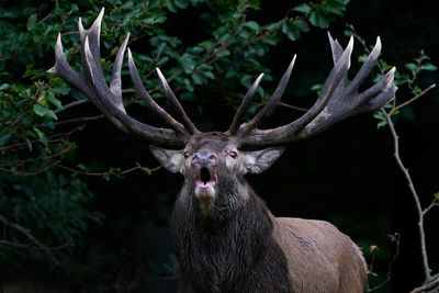 Close-up of deer