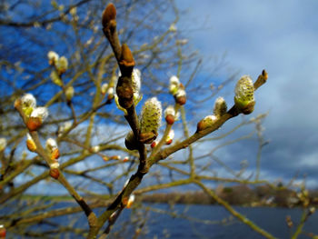 Low angle view of plant against sky