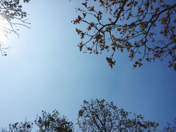 Low angle view of tree against blue sky