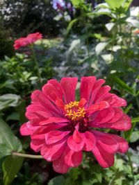 Close-up of pink flower