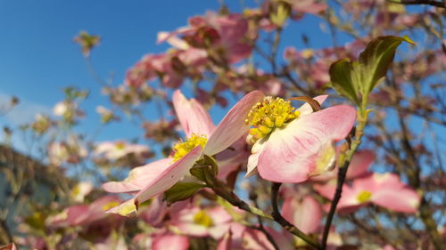 Close-up of pink flowers