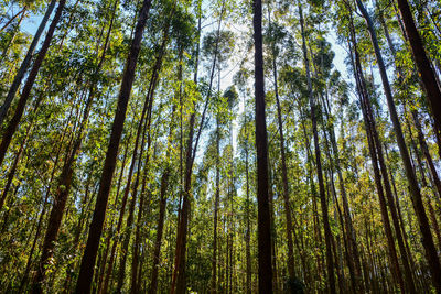 Low angle view of eucalyptus trees in forest