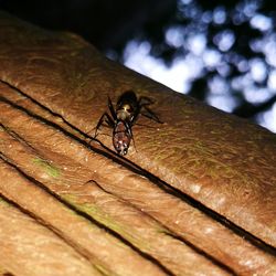 Close-up of an insect on leaf