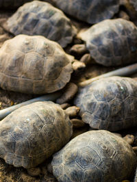 Close-up of tortoise