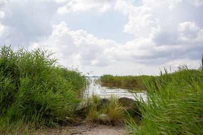 Plants growing on land against sky