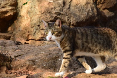 Cat looking away