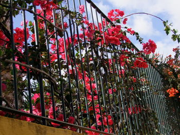 Low angle view of red flower tree against sky