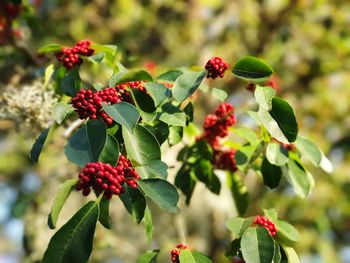 Close-up of red berries growing on tree