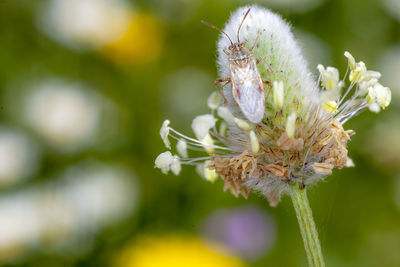 Close-up of insect on white flower