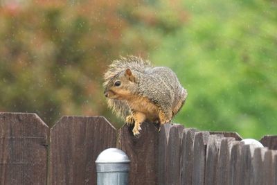 Close-up of squirrel