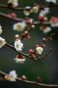 Close-up of white flowering plant