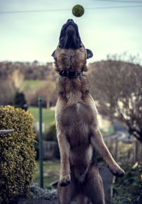 Dog catching tennis ball