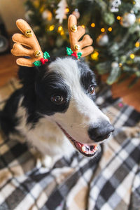 Close-up of dog looking away