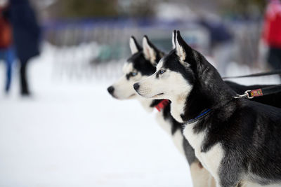 Close-up of a dog looking away