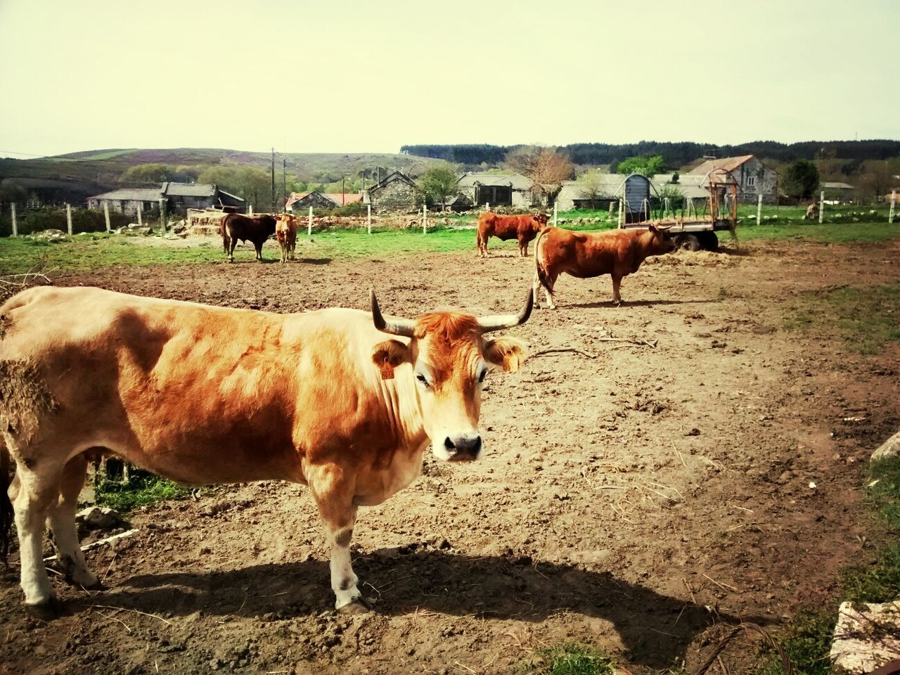 El Camino de Santiago