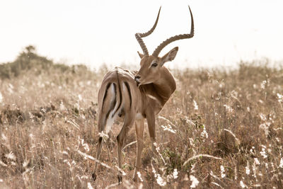 Deer on field