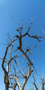 Low angle view of bare tree against clear blue sky