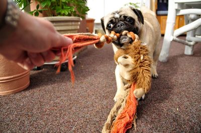 Cropped hand holding dog