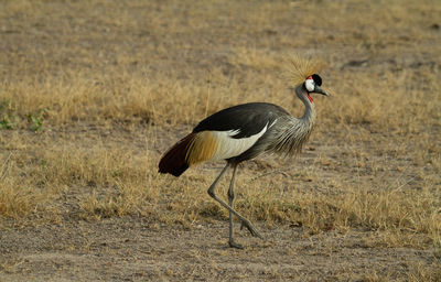 Grey crowned crane bird eating bugs in the grass