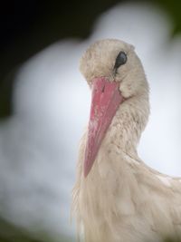 A close-up shot of a beautiful stork