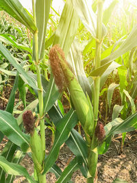 Close-up of crops growing on field