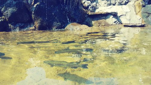 Shadow on rock in lake