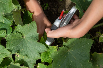 Close-up of hand holding leaves