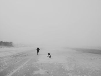 Man walking by dogs at beach against clear sky