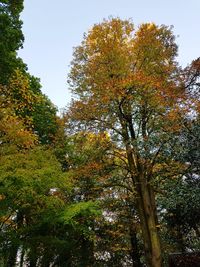 Low angle view of trees against sky during autumn