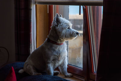 Dog looking away while sitting on window