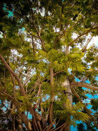 Low angle view of trees in forest