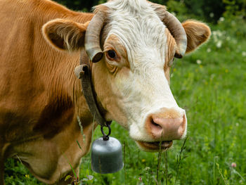 Close-up portrait of cow on field