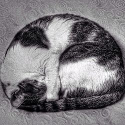 Close-up portrait of a cat