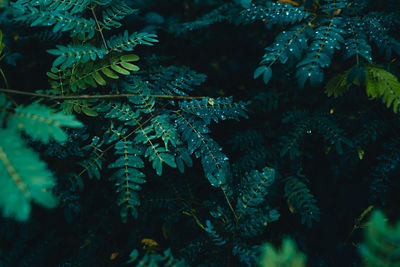 Close-up of water drops on plant