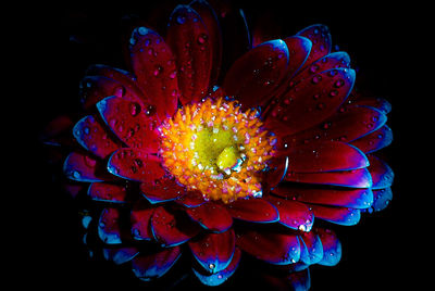 Close-up of pink and blue flower blooming at night