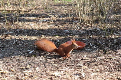 Close-up of duck on field