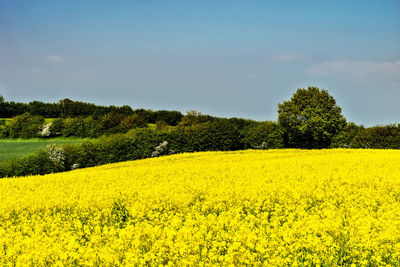 Scenic view of oilseed rape field against sky