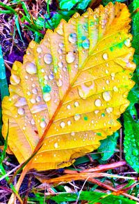 Close-up of leaf on water surface