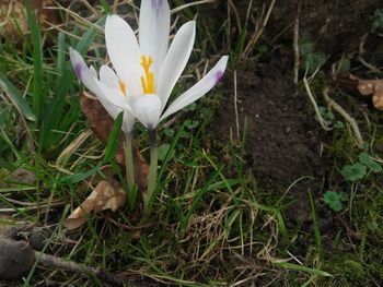 Close-up of white flowers blooming in field