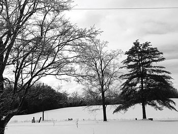 Bare trees on snow covered landscape