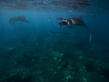 Fish swimming in sea