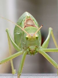 Close-up of insect on leaf